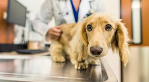 بیماری پانکراتیت در سگ ها چیست و روش های درمان آن چگونه است؟‎