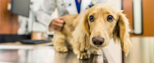 بیماری پانکراتیت در سگ ها چیست و روش های درمان آن چگونه است؟‎