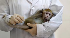 علت و روش درمان بیماری آبله میمون چیست؟