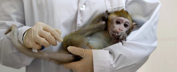 علت و روش درمان بیماری آبله میمون چیست؟